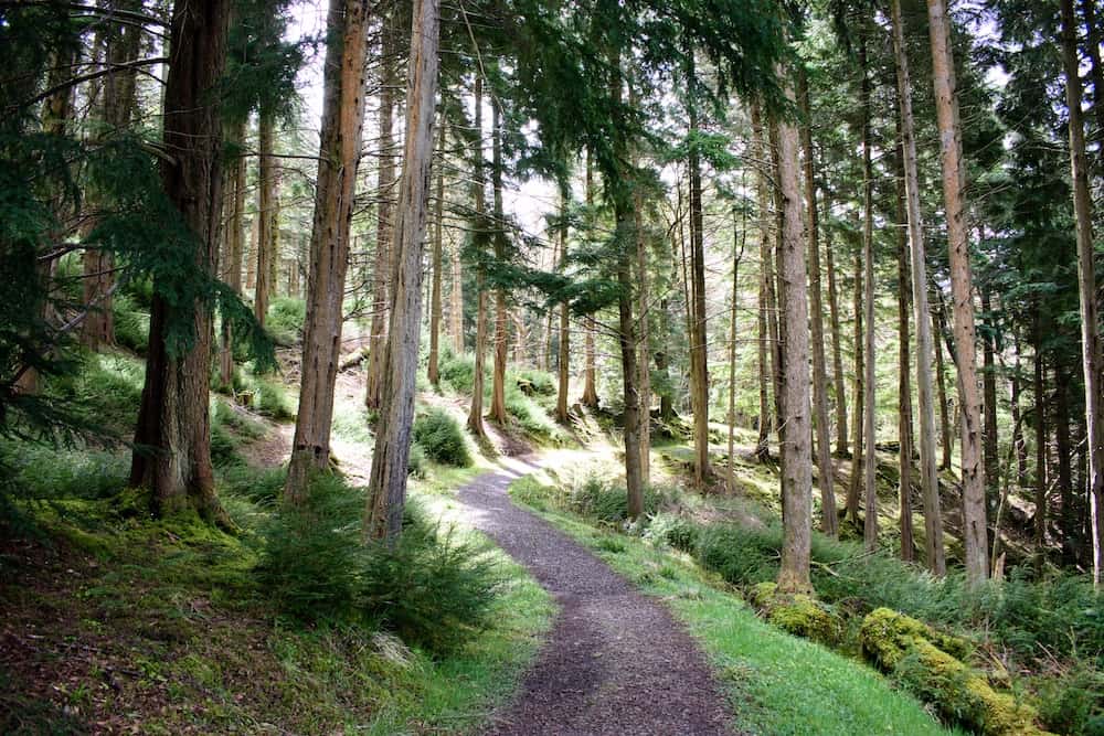 Kielder Forest